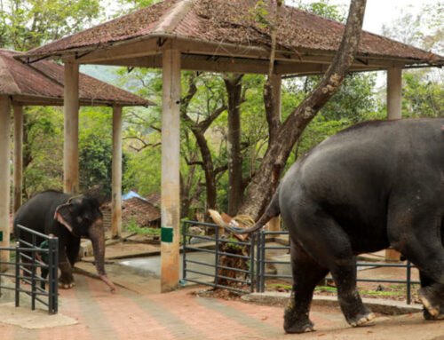 Best Hotels in Pathanamthitta for Comfortable Stay Near Tourist Attractions