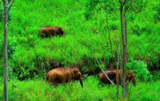 Exploring Gavi During the Monsoon: Complete Travel Guide
