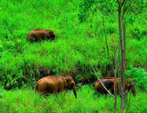 Exploring Gavi During the Monsoon: Complete Travel Guide