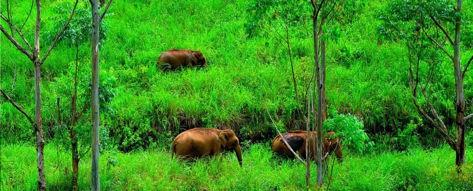 Exploring Gavi During the Monsoon: Complete Travel Guide
